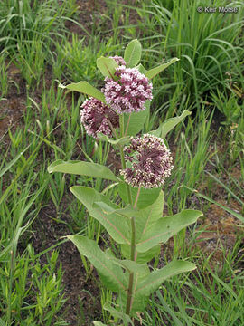 Image of common milkweed