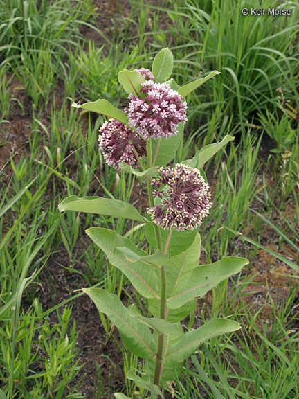 Imagem de Asclepias syriaca L.