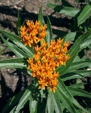 Imagem de <i>Asclepias tuberosa</i> ssp. <i>interior</i>