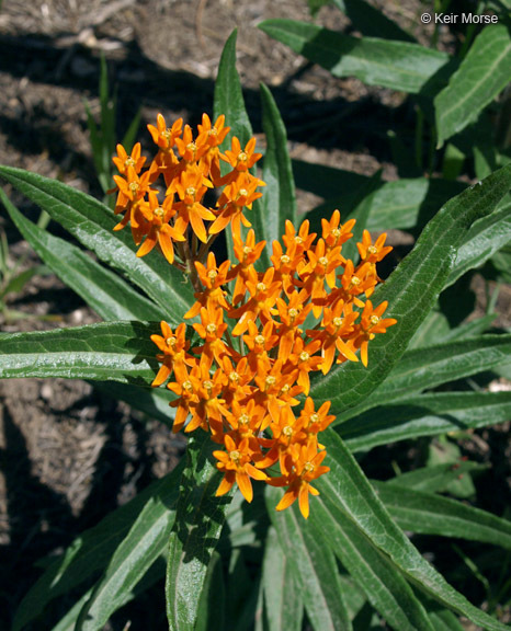 Image of <i>Asclepias tuberosa</i> ssp. <i>interior</i>