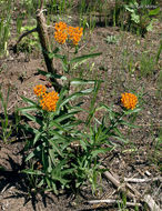 Image of <i>Asclepias tuberosa</i> ssp. <i>interior</i>