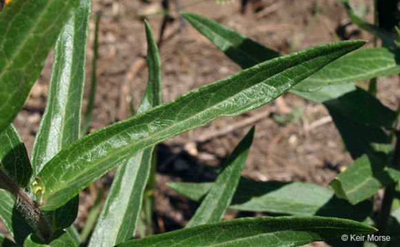 Imagem de <i>Asclepias tuberosa</i> ssp. <i>interior</i>