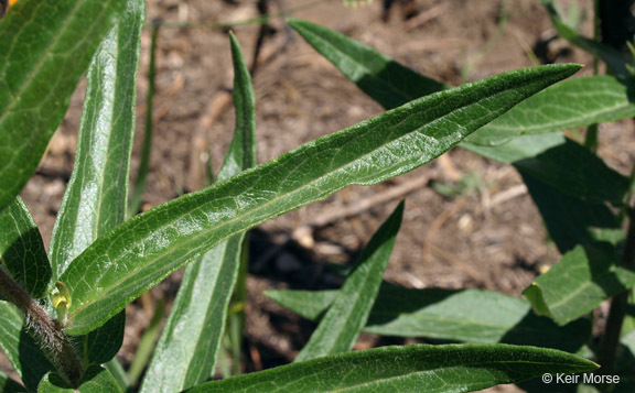 Image of <i>Asclepias tuberosa</i> ssp. <i>interior</i>