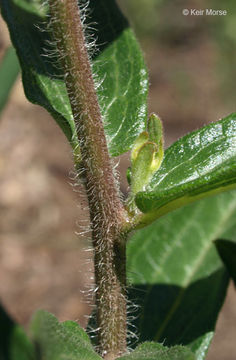 Imagem de <i>Asclepias tuberosa</i> ssp. <i>interior</i>