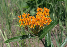 Imagem de <i>Asclepias tuberosa</i> ssp. <i>interior</i>