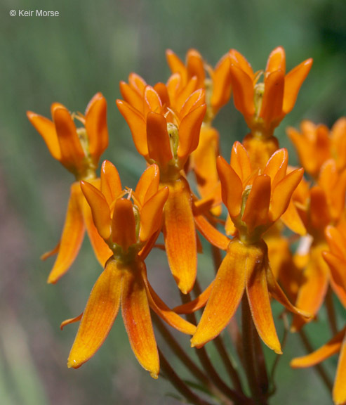 Image of <i>Asclepias tuberosa</i> ssp. <i>interior</i>