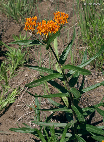 Imagem de <i>Asclepias tuberosa</i> ssp. <i>interior</i>