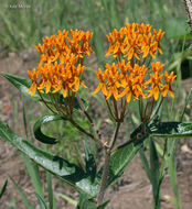 Image of <i>Asclepias tuberosa</i> ssp. <i>interior</i>