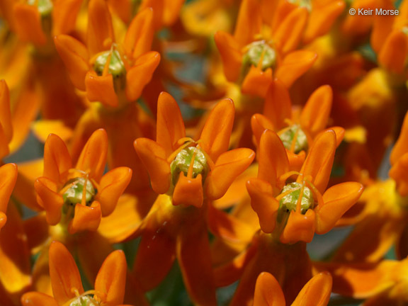 Imagem de <i>Asclepias tuberosa</i> ssp. <i>interior</i>