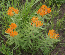 Imagem de <i>Asclepias tuberosa</i> ssp. <i>interior</i>