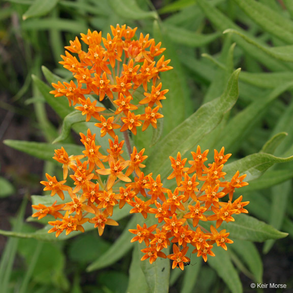 Image of <i>Asclepias tuberosa</i> ssp. <i>interior</i>