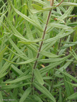 Image of <i>Asclepias tuberosa</i> ssp. <i>interior</i>