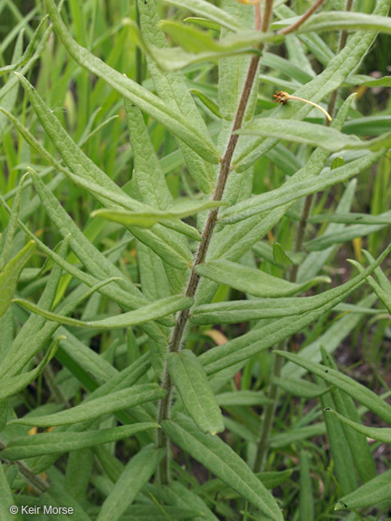 Imagem de <i>Asclepias tuberosa</i> ssp. <i>interior</i>