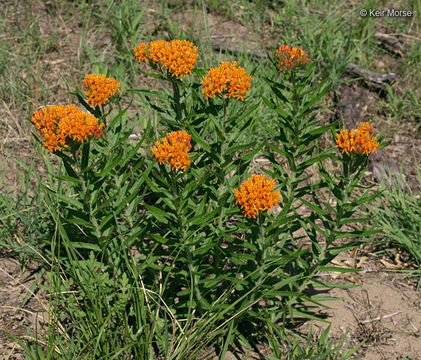 Image of <i>Asclepias tuberosa</i> ssp. <i>interior</i>