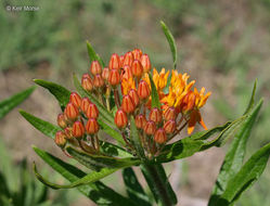 Imagem de <i>Asclepias tuberosa</i> ssp. <i>interior</i>