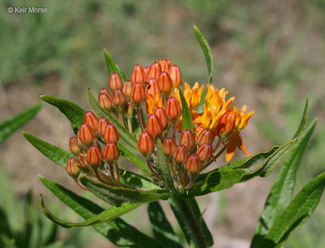 Image of <i>Asclepias tuberosa</i> ssp. <i>interior</i>