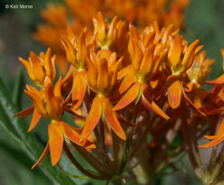 Imagem de <i>Asclepias tuberosa</i> ssp. <i>interior</i>