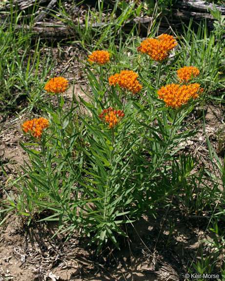 Image of <i>Asclepias tuberosa</i> ssp. <i>interior</i>