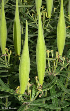 Image of <i>Asclepias tuberosa</i> ssp. <i>interior</i>