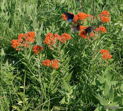 Imagem de <i>Asclepias tuberosa</i> ssp. <i>interior</i>