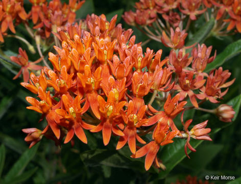 Image of <i>Asclepias tuberosa</i> ssp. <i>interior</i>