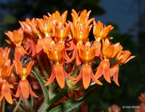 Imagem de <i>Asclepias tuberosa</i> ssp. <i>interior</i>