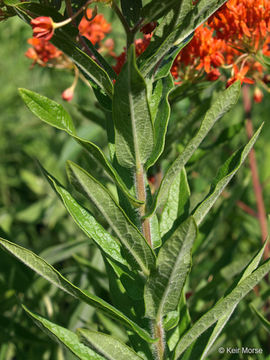 Image of <i>Asclepias tuberosa</i> ssp. <i>interior</i>