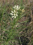 Image de Asclepias verticillata L.