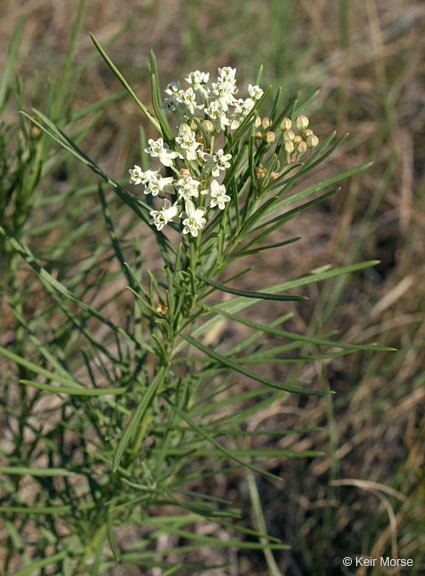 Image de Asclepias verticillata L.