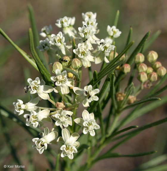 Image de Asclepias verticillata L.