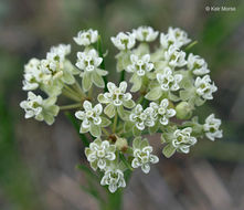 Image de Asclepias verticillata L.