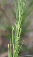 Image de Asclepias verticillata L.