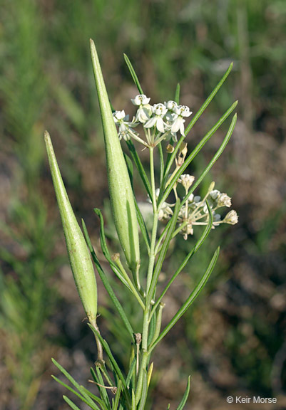 Image de Asclepias verticillata L.