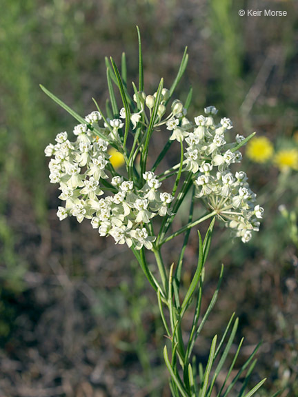 Image de Asclepias verticillata L.