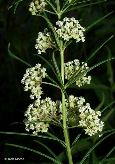 Image de Asclepias verticillata L.