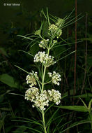 Image de Asclepias verticillata L.