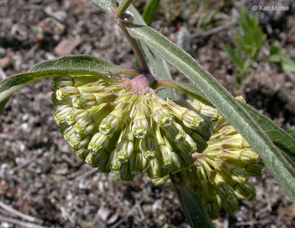 Image of green comet milkweed