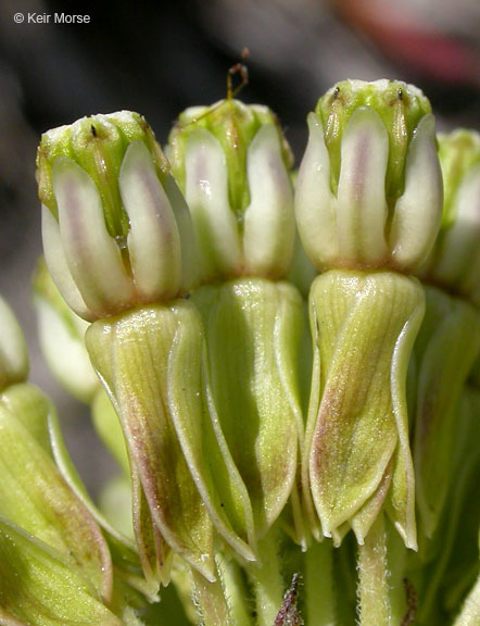 Image of green comet milkweed