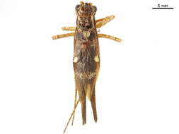 Image of Cardiodactylus