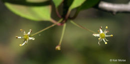 Imagem de Ilex mucronata (L.) M. Powell, V. Savolainen & S. Andrews