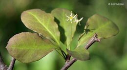 Sivun Ilex mucronata (L.) M. Powell, V. Savolainen & S. Andrews kuva