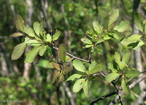 صورة Ilex mucronata (L.) M. Powell, V. Savolainen & S. Andrews