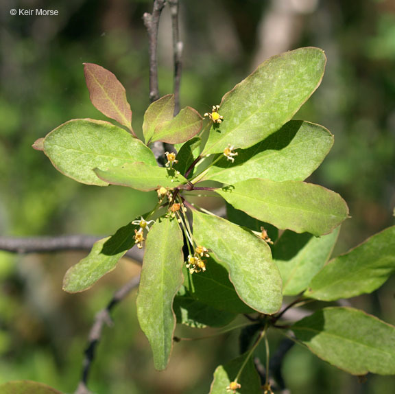 Sivun Ilex mucronata (L.) M. Powell, V. Savolainen & S. Andrews kuva