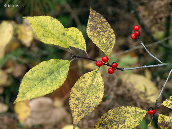 صورة Ilex verticillata (L.) A. Gray