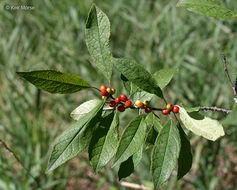 Ilex verticillata (L.) A. Gray resmi