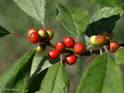 Ilex verticillata (L.) A. Gray resmi