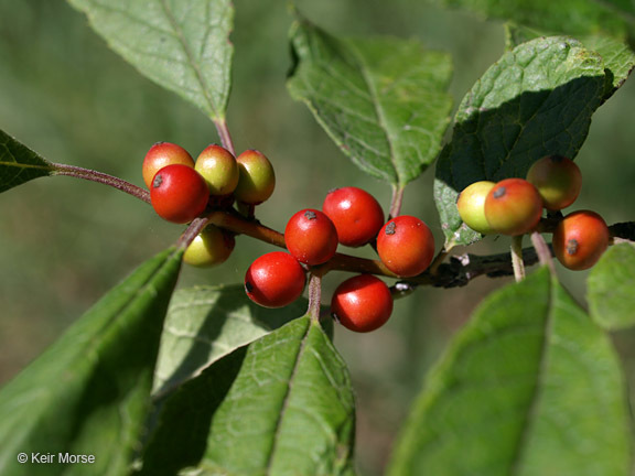 Image of Michigan holly