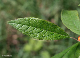 Ilex verticillata (L.) A. Gray resmi