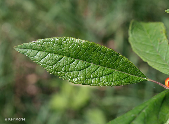 صورة Ilex verticillata (L.) A. Gray