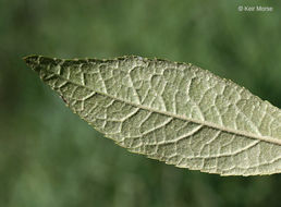 Image of Michigan holly